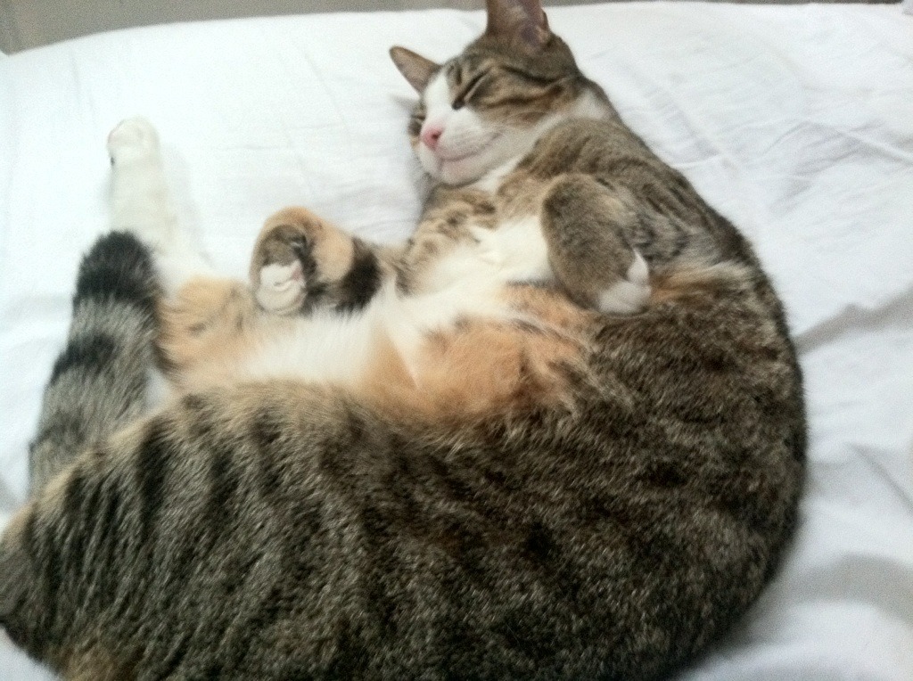 世界排名之夜再出金球对决？德里赫特金色流星续写奇迹